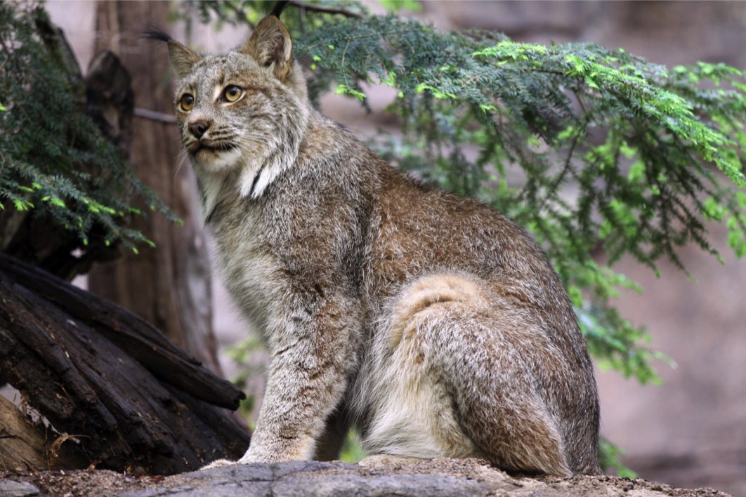 Lynx du Canada Lynx du Canada
